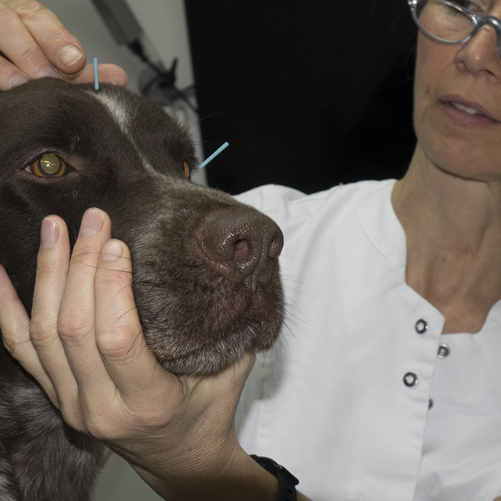 Akupunkturbehandlung beim Hund